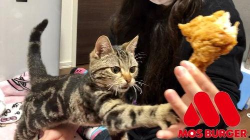 娱乐吃瓜小猫咪视频在线观看,小猫咪吃瓜视频，萌态十足，在线观看必笑